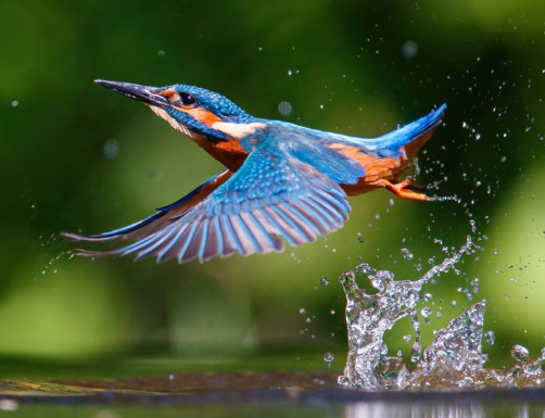 Kingfisher emerging from water
